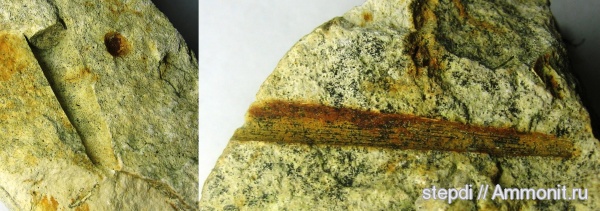 меловой период, скафоподы, лопатоногие моллюски, верхний мел, Cretaceous, Upper Cretaceous