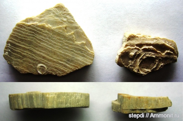 меловой период, верхний мел, Inoceramus, Cretaceous, Upper Cretaceous