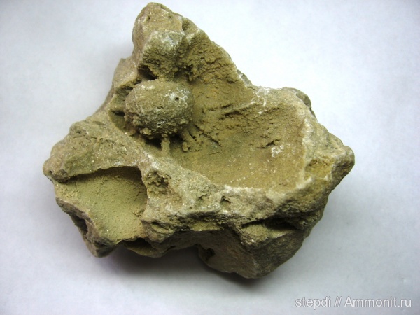 девон, Devonian, ?, франский ярус