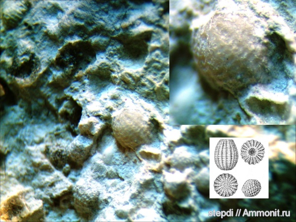 водоросли, харовые водоросли, Charophytae, Sycidium, гирогонит