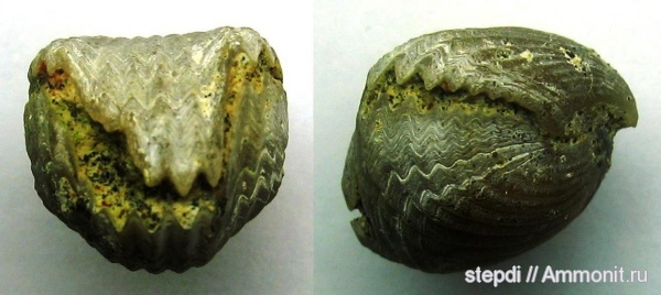 брахиоподы, мезозой, Rhynchonellidae