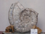 Калух 10