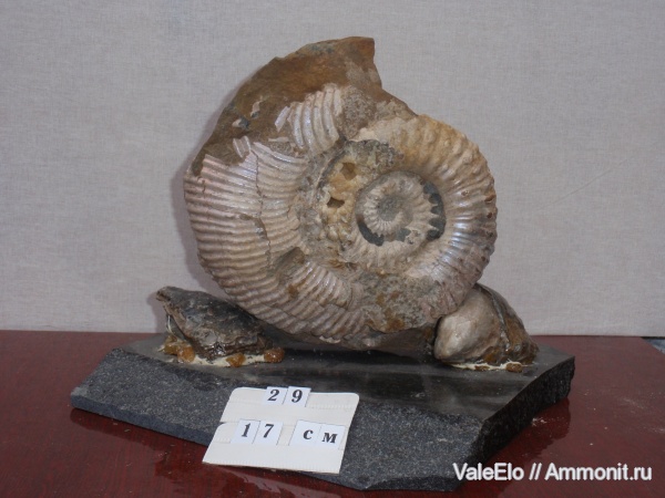 Ammonitoceras