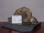 Калух 23