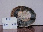 Калух 33