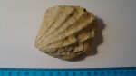 двустворка Radulopecten sp.