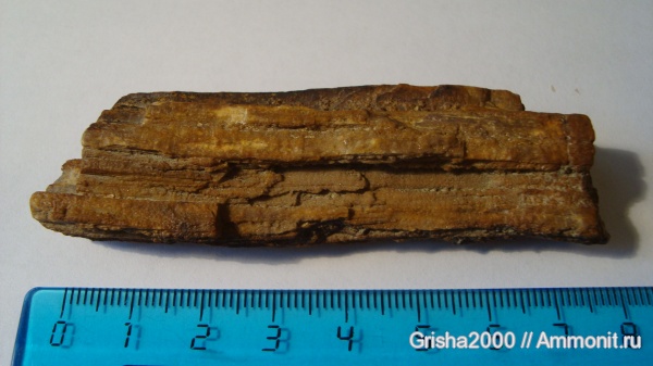 окаменелости, окаменевшее дерево, Fossils, Оренбургская область, поездка