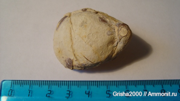 окаменелости, брахиоподы, юра, Russiella, Fossils, Оренбургская область, Jurassic