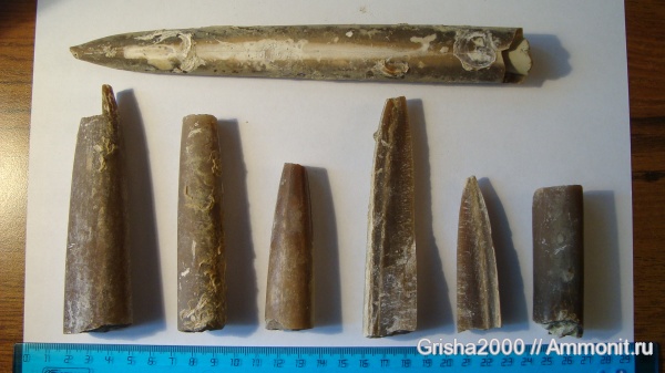 белемниты, юра, Оренбургская область, Jurassic, belemnites