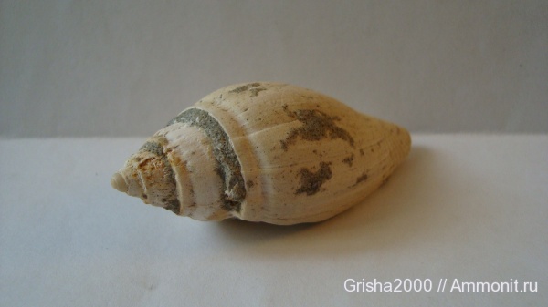 окаменелости, брюхоногие моллюски, Fossils, Оренбургская область