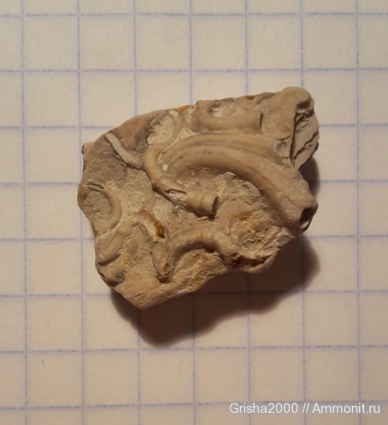 мел, серпулы, Serpulidae, Оренбургская область, Меловые Горы, Cretaceous