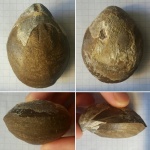 Брахиопода terebratulida