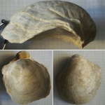 Gryphea lucerna
