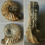 Amoeboceras из Оренбургской области