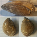 Ядро двустворки Buchia