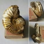 Это тоже Amoeboceras  Hoplocardioceras beaugrandi  ?
