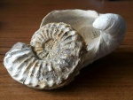 Amoeboceras и Gryphea dilatata