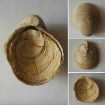 Gryphaea dilatata с обеими створками