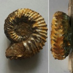 Aulacostephanus