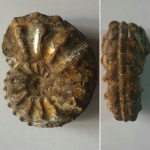 Толстый Amoeboceras