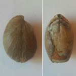 Брахиопода Terebratulida Russiella