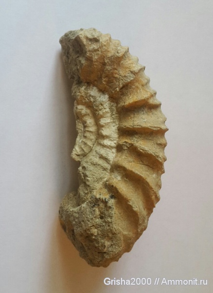 аммониты, юра, Lomonossovella, Оренбургская область, Оренбург