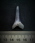 Striatolamia
