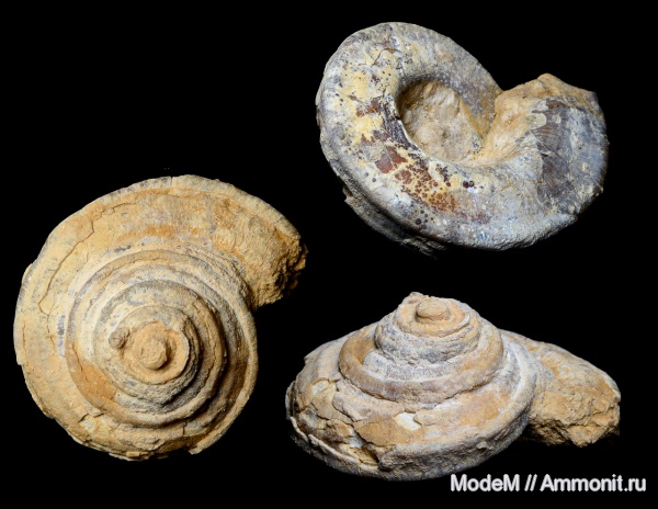 Omphalotrochus