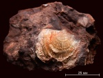 Pseudoatrypa uralica