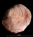 Pseudoatrypa uralica