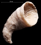Rugosa из Пирочей с расчищенной чашкой