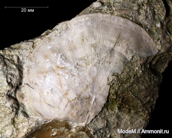 Orthotetida