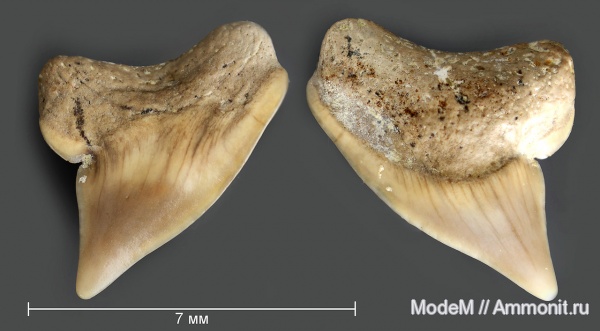 Palaeoanacorax