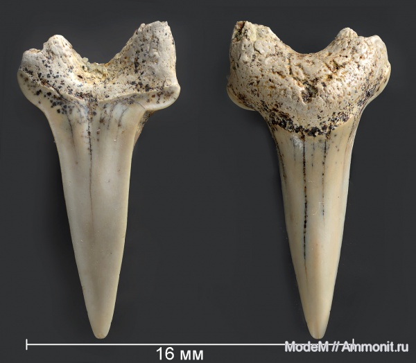 Paranomotodon