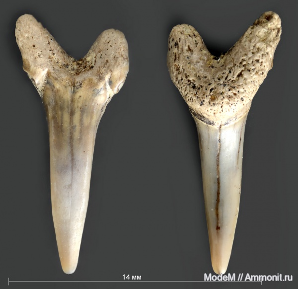 Eostriatolamia