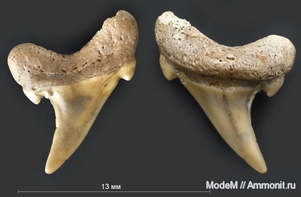 Eostriatolamia