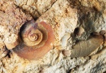 Orthocerida и Euomphalus