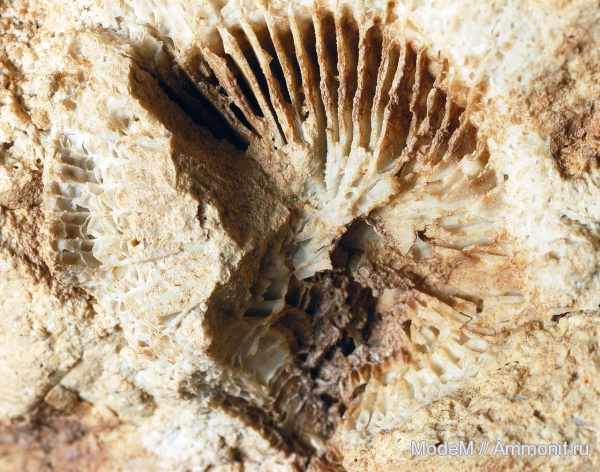 Rugosa