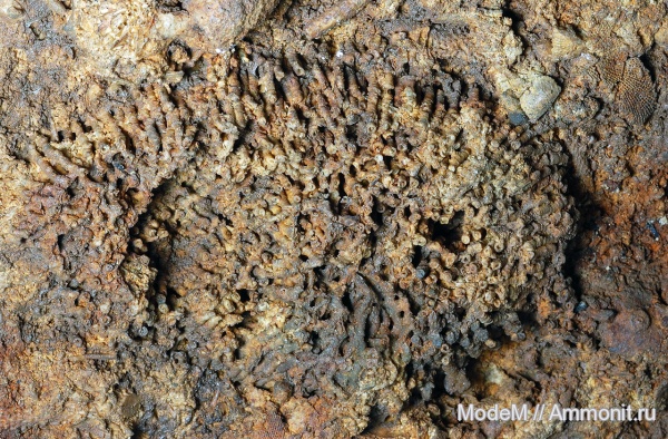 Syringopora, Tabulata