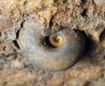 Bellerophon в потолке