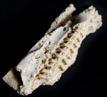 Actinocerida