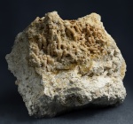 Syringopora