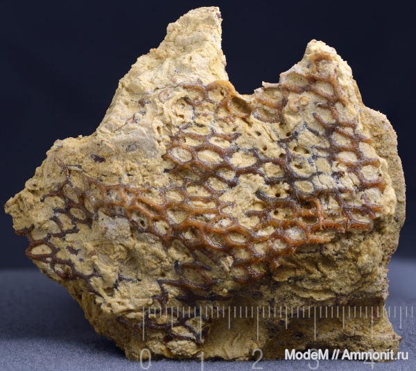 Goniocladia