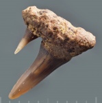 Paraorthacodus