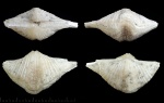 Brachythyrina strangwaysi из Домодедово