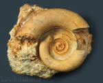 Ядро и внутренняя поверхность раковины Euomphalus sp.