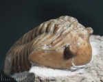 Asaphus Lepidurus из Путилово