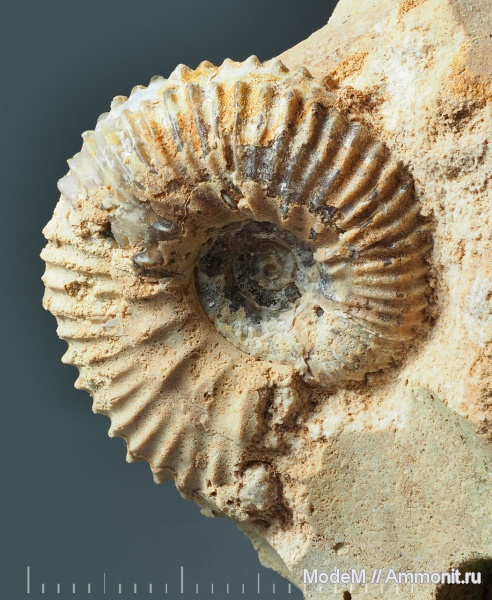 Aulacostephanus