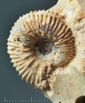Aulacostephanus sp. (?)