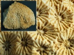 Arachnastraea sp. из Домодедово